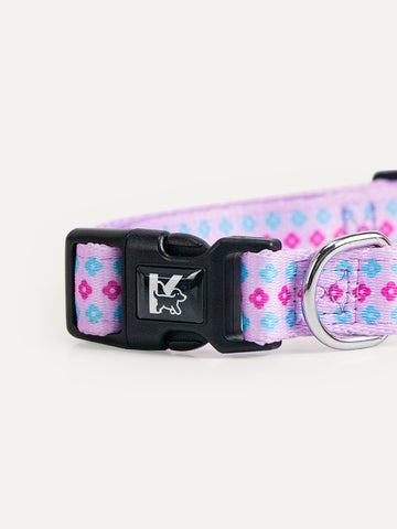 Dog Collar - Candy Daisy Parade