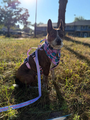 Full Coverage Dog Harness - Candy Daisy Parade