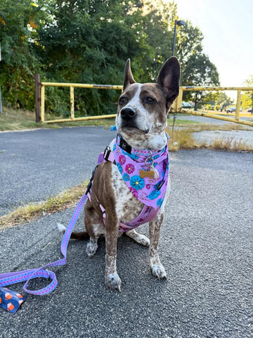 Full Coverage Dog Harness - Candy Daisy Parade