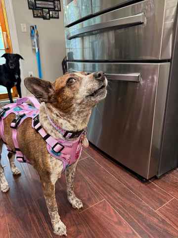 Full Coverage Dog Harness - Candy Daisy Parade